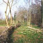laid boundary hedge